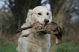 GOLDEN RETRIEVER 1026